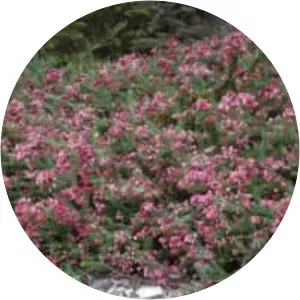 Grevillea lanigera 'Mt Tamboritha'