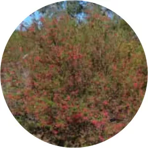 Grevillea lavandulacea