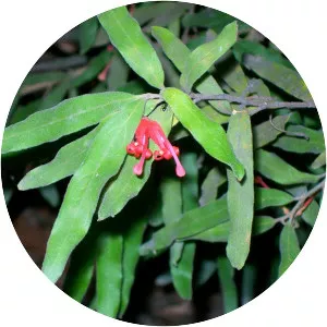 Grevillea mollis - 