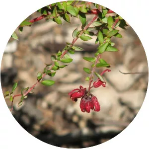Grevillea oldei