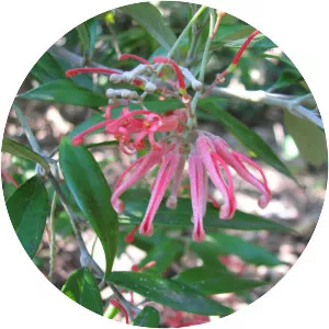 Grevillea parvula