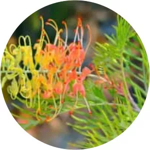 Grevillea 'Peaches and Cream'