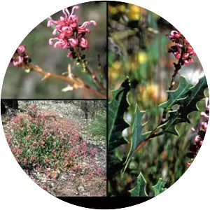 Grevillea quercifolia - 