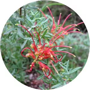 Grevillea ripicola - 