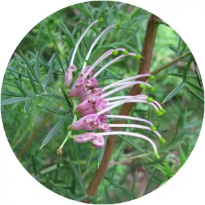 Grevillea rivularis - 