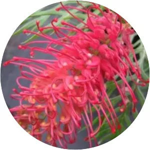 Grevillea 'Robyn Gordon'