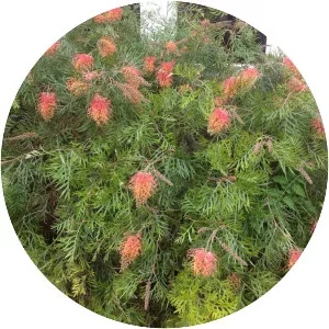Grevillea 'Superb'