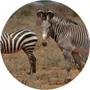 Grévy's zebra