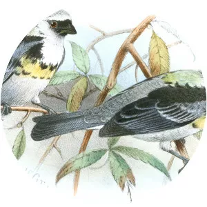 Grey-and-gold tanager