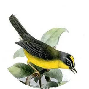 Grey-and-gold warbler - 