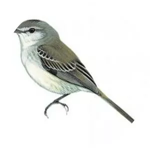 Grey-and-white tyrannulet
