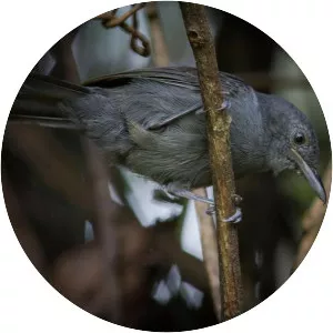 Grey antbird - Bird