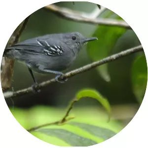 Grey antwren - Bird