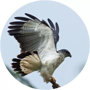 Grey-backed hawk