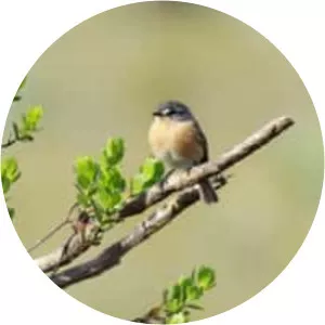 Grey-backed tachuri - Bird