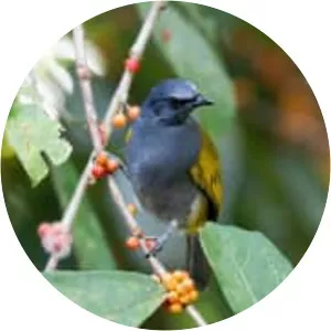 Grey-bellied bulbul