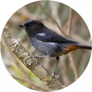 Grey-bellied flowerpiercer