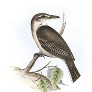 Grey-bellied shrike-tyrant