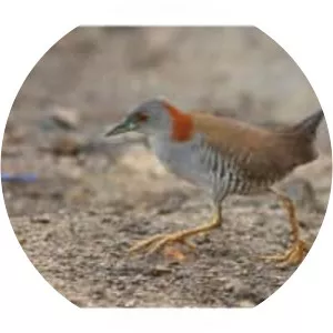 Grey-breasted crake