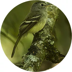 Grey-breasted flycatcher