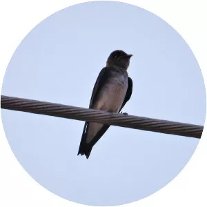 Grey-breasted martin