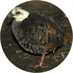 Grey-breasted partridge