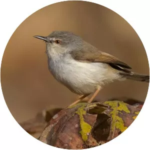 Grey-breasted prinia