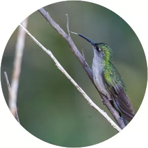 Grey-breasted sabrewing