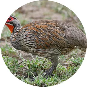 Grey-breasted spurfowl - Bird