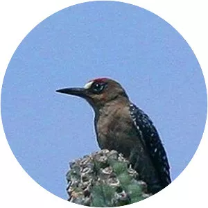 Grey-breasted woodpecker