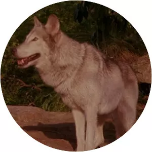 Grey Brother - Fictional character