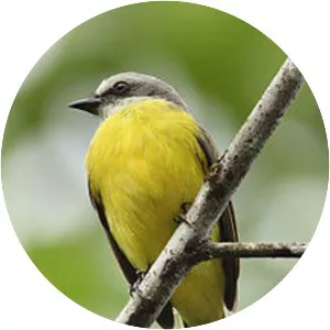 Grey-capped flycatcher