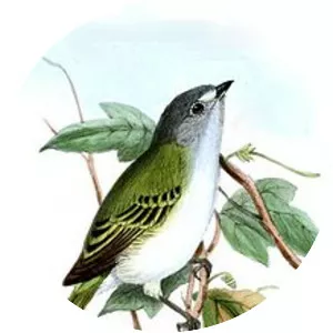Grey-capped tyrannulet
