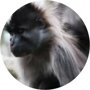 Grey-cheeked mangabey