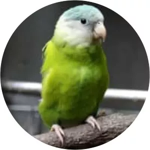 Grey-cheeked parakeet