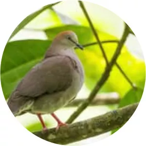 Grey-chested dove