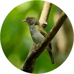 Grey-chested greenlet - Bird