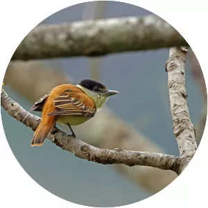 Grey-collared becard