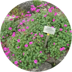 Grey cranesbill