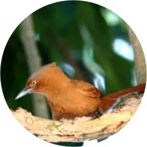 Grey-crested cacholote