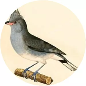 Grey-crested finch - Bird