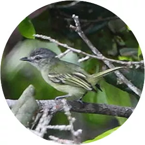 Grey-crowned flatbill