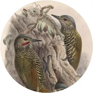 Grey-crowned woodpecker