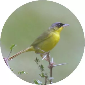 Grey-crowned yellowthroat
