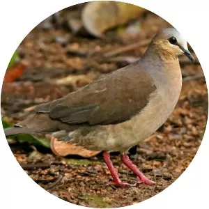 Grey-fronted dove - Bird