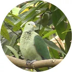 Grey-green fruit dove