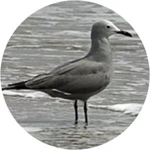 Grey gull - Bird