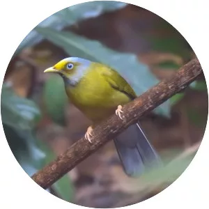 Grey-headed bulbul