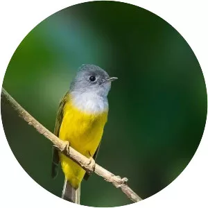 Grey-headed canary-flycatcher