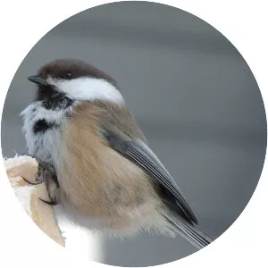 Grey-headed chickadee